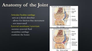 Anatomy of the Joint
Articular/hyaline cartilage
-acts as a shock absorber
- allows for friction-free movement
- not innervated!
Synovial membrane/synovium
-secretes synovial fluid
-nourishes cartilage
-cushions the bones
 