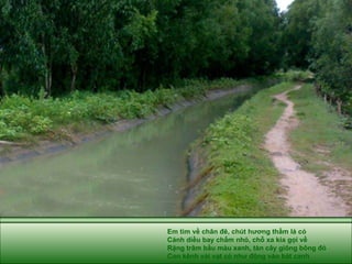 Em tìm về chân đê, chút hương thầm lá cỏ Cánh diều bay chấm nhỏ, chỗ xa kia gọi về Rặng trâm bầu màu xanh, tàn cây giông bông đỏ Con kênh vài vạt cỏ như động vào bát canh 