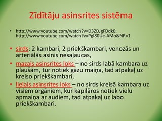 Zīdītāju asinsrites sistēma
• http://www.youtube.com/watch?v=D3ZDJgFDdk0,
http://www.youtube.com/watch?v=PgI80Ue-AMo&NR=1
• sirds: 2 kambari, 2 priekškambari, venozās un
arteriālās asinis nesajaucas,
• mazais asinsrites loks – no sirds labā kambara uz
plaušām, tur notiek gāzu maiņa, tad atpakaļ uz
kreiso priekškambari,
• lielais asinsrites loks – no sirds kreisā kambara uz
visiem orgāniem, kur kapilāros notiek vielu
apmaiņa ar audiem, tad atpakaļ uz labo
priekškambari.
 