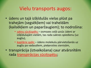 Vielu transports augos:
• ūdens un tajā izšķīdušās vielas plūst pa
trahejām (segsēkļiem) vai traheīdām
(kailsēkļiem un paparžaugiem); to nodrošina:
• sakņu sūcējspēks – osmozes ceļā uzsūc ūdeni ar
izšķīdušajām vielām, tas rada saknes spiedienu (uz
augšu),
• kapilārie spēki – ūdens molekulu pārvietošanās uz
augšu pa vadaudiem, pieķeroties sieniņām,
• transpirācija (iztvaikošana) caur atvārsnītēm
rada transpirācijas sūcējspēju;
 