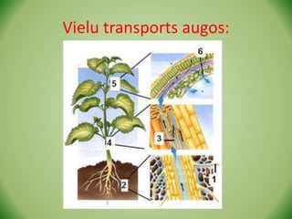 Vielu transports augos:
 