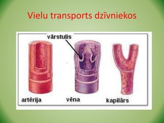 Vielu transports dzīvniekos
 