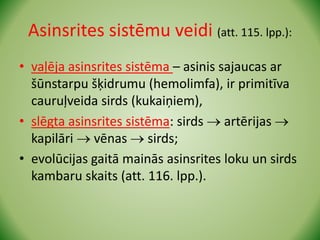 Asinsrites sistēmu veidi (att. 115. lpp.):
• vaļēja asinsrites sistēma – asinis sajaucas ar
šūnstarpu šķidrumu (hemolimfa), ir primitīva
cauruļveida sirds (kukaiņiem),
• slēgta asinsrites sistēma: sirds  artērijas 
kapilāri  vēnas  sirds;
• evolūcijas gaitā mainās asinsrites loku un sirds
kambaru skaits (att. 116. lpp.).
 