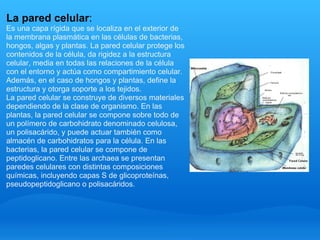 La pared celular : Es una capa rígida que se localiza en el exterior de la membrana plasmática en las células de bacterias, hongos, algas y plantas. La pared celular protege los contenidos de la célula, da rigidez a la estructura celular, media en todas las relaciones de la célula con el entorno y actúa como compartimiento celular. Además, en el caso de hongos y plantas, define la estructura y otorga soporte a los tejidos. La pared celular se construye de diversos materiales dependiendo de la clase de organismo. En las plantas, la pared celular se compone sobre todo de un polímero de carbohidrato denominado celulosa, un polisacárido, y puede actuar también como almacén de carbohidratos para la célula. En las bacterias, la pared celular se compone de peptidoglicano. Entre las archaea se presentan paredes celulares con distintas composiciones químicas, incluyendo capas S de glicoproteínas, pseudopeptidoglicano o polisacáridos. 