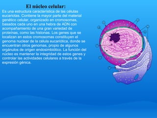 El núcleo celular: Es una estructura característica de las células eucariotas. Contiene la mayor parte del material genético celular, organizado en cromosomas, basados cada uno en una hebra de ADN con acompañamiento de una gran variedad de proteínas, como las histonas. Los genes que se localizan en estos cromosomas constituyen el genoma nuclear de la célula eucariótica, donde se encuentran otros genomas, propio de algunos orgánulos de origen endosimbiótico. La función del núcleo es mantener la integridad de estos genes y controlar las actividades celulares a través de la expresión génica.       