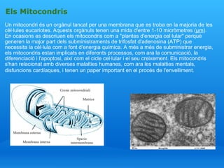 Els Mitocondris Un mitocondri és un orgànul tancat per una membrana que es troba en la majoria de les cèl·lules eucariotes. Aquests orgànuls tenen una mida d'entre 1-10 micròmetres ( μm ). En ocasions es descriuen els mitocondris com a "plantes d'energia cel·lular" perquè generen la major part dels subministraments de trifosfat d'adenosina (ATP) que necessita la cèl·lula com a font d'energia química. A més a més de subministrar energia, els mitocondris estan implicats en diferents processos, com ara la comunicació, la diferenciació i l'apoptosi, així com el cicle cel·lular i el seu creixement. Els mitocondris s'han relacionat amb diverses malalties humanes, com ara les malalties mentals, disfuncions cardíaques, i tenen un paper important en el procés de l'envelliment.   
