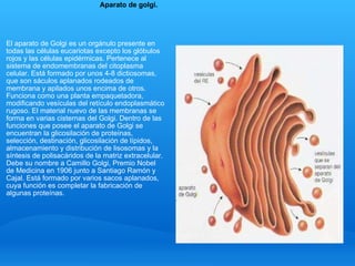 Aparato de golgi. El aparato de Golgi es un orgánulo presente en todas las células eucariotas excepto los glóbulos rojos y las células epidérmicas. Pertenece al sistema de endomembranas del citoplasma celular. Está formado por unos 4-8 dictiosomas, que son sáculos aplanados rodeados de membrana y apilados unos encima de otros. Funciona como una planta empaquetadora, modificando vesículas del retículo endoplasmático rugoso. El material nuevo de las membranas se forma en varias cisternas del Golgi. Dentro de las funciones que posee el aparato de Golgi se encuentran la glicosilación de proteínas, selección, destinación, glicosilación de lípidos, almacenamiento y distribución de lisosomas y la síntesis de polisacáridos de la matriz extracelular. Debe su nombre a Camillo Golgi, Premio Nobel de Medicina en 1906 junto a Santiago Ramón y Cajal. Está formado por varios sacos aplanados, cuya función es completar la fabricación de algunas proteínas. 