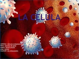     LA CELULA     rafelina :  reticulo endoplasmático . fany :  aparato de golgi manu :  pared celular elsa :  nucleo manhoh :  els mitocondris 