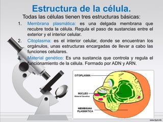 Estructura de la célula.
Todas las células tienen tres estructuras básicas:
1. Membrana plasmática: es una delgada membrana que
recubre toda la célula. Regula el paso de sustancias entre el
exterior y el interior celular.
2. Citoplasma: es el interior celular, donde se encuentran los
orgánulos, unas estructuras encargadas de llevar a cabo las
funciones celulares.
3. Material genético: Es una sustancia que controla y regula el
funcionamiento de la célula. Formado por ADN y ARN.
 