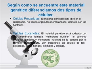 Según como se encuentre este material
genético diferenciamos dos tipos de
células:
• Células Procariotas: El material genético esta libre en el
citoplasma. No tienen orgánulos membranosos. Como lo son las
bacterias.
• Células Eucariotas: El material genético está rodeado por
una membrana llamada “membrana nuclear”, al conjunto
(material genético y membrana nuclear) se le conoce por el
nombre de NÚCLEO. Son eucariotas las células de los
protozoos, algas, hongos, animales y plantas.
 