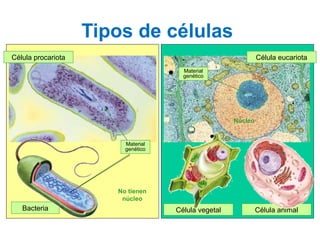 Célula procariota Célula eucariota
Célula vegetal Célula animalBacteria
Núcleo
Material
genético
Material
genético
No tienen
núcleo
Tipos de células
 