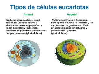 Tipos de células eucariotas
Animal
No tienen cloroplastos, ni pared
celular, las vacuolas son más
abundantes pero muy pequeñas, y
tienen centriolos y lisosomas.
Presentes en protozoos (unicelulares),
hongos y animales (pluricelulares)
Vegetal
No tienen centriolos ni lisosomas,
tienen pared celular y cloroplastos y las
vacuolas son de gran tamaño. Están
presentes en algas (unicelulares y
pluricelulares) y plantas
(pluricelulares).
 