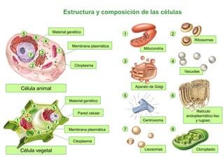 CloroplastoLisosomas
Retículo
endoplasmático liso
y rugosoCentrosoma
Vacuolas
Aparato de Golgi
Ribosomas
Mitocondria
Estructura y composición de las células
Célula animal
Célula vegetal
1
1
2
2
3
3
4
4
5
5
6
6
7
7
8
1
Membrana plasmática
Citoplasma
Material genético
2
3 4
5 6
7 8Membrana plasmática
Material genético
Pared celular
Citoplasma
 