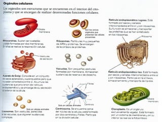 Solo en células animales
Solo en células animales
Son los únicos
orgánulos que
presentan las células
procariotas
 
