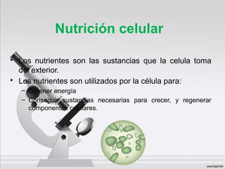 Nutrición celular
• Los nutrientes son las sustancias que la celula toma
del exterior.
• Los nutrientes son utilizados por la célula para:
– Obtener energía
– Conseguir sustancias necesarias para crecer, y regenerar
componentes celulares.
 