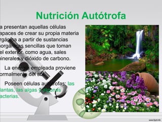 Nutrición Autótrofa
a presentan aquellas células
apaces de crear su propia materia
rgánica a partir de sustancias
norgánicas sencillas que toman
el exterior, como agua, sales
minerales y dióxido de carbono.
La energía empleada proviene
ormalmente del sol.
Poseen células autótrofas: las
lantas, las algas y algunas
acterias.
 
