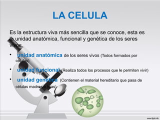 LA CELULA
Es la estructura viva más sencilla que se conoce, esta es
la unidad anatómica, funcional y genética de los seres
vivos.
• unidad anatómica de los seres vivos (Todos formados por
células)
• unidad funcional (Realiza todos los procesos que le permiten vivir)
• unidad genética (Contienen el material hereditario que pasa de
células madres a hijas)
 