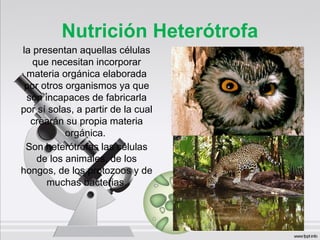 Nutrición Heterótrofa
la presentan aquellas células
que necesitan incorporar
materia orgánica elaborada
por otros organismos ya que
son incapaces de fabricarla
por sí solas, a partir de la cual
crearán su propia materia
orgánica.
Son heterótrofas las células
de los animales, de los
hongos, de los protozoos y de
muchas bacterias.
 