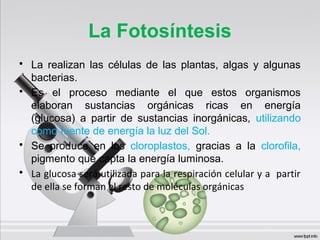La Fotosíntesis
• La realizan las células de las plantas, algas y algunas
bacterias.
• Es el proceso mediante el que estos organismos
elaboran sustancias orgánicas ricas en energía
(glucosa) a partir de sustancias inorgánicas, utilizando
como fuente de energía la luz del Sol.
• Se produce en los cloroplastos, gracias a la clorofila,
pigmento que capta la energía luminosa.
• La glucosa será utilizada para la respiración celular y a partir
de ella se forman el resto de moléculas orgánicas
 