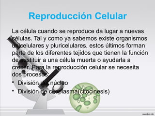 Reproducción Celular
La célula cuando se reproduce da lugar a nuevas
células. Tal y como ya sabemos existe organismos
unicelulares y pluricelulares, estos últimos forman
parte de los diferentes tejidos que tienen la función
de sustituir a una célula muerta o ayudarla a
crecer. Para la reproducción celular se necesita
dos procesos:
• División del núcleo
• División de citoplasma(citocinesis)
 