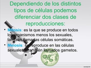 Dependiendo de los distintos
tipos de células podemos
diferenciar dos clases de
reproducciones:
• Mitosis: es la que se produce en todos
los organismos menos los sexuales,
también llamadas células somáticas.
• Meiosis: se reproduce en las células
sexuales o también llamados gametos.
 