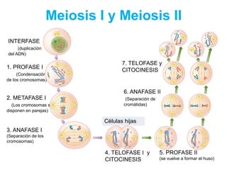 Meiosis I y Meiosis II
1. PROFASE I
(Condensación
de los cromosomas)
2. METAFASE I
(Los cromosomas se
disponen en parejas)
3. ANAFASE I
(Separación de los
cromosomas)
INTERFASE
(duplicación
del ADN)
4. TELOFASE I y
CITOCINESIS
5. PROFASE II
(se vuelve a formar el huso)
6. ANAFASE II
(Separación de
cromátidas)
7. TELOFASE y
CITOCINESIS
Células hijas
 