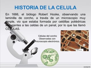 HISTORIA DE LA CELULA
En 1666, el biólogo Robert Hooke, observando una
laminilla de corcho, a través de un microscopio muy
simple, vio que estaba formada por celdillas poliédricas
semejantes a las celdas de un panal, por lo que las llamó
CÉLULAS.
Células del corcho
Observadas con
microscopio electrónico.
 