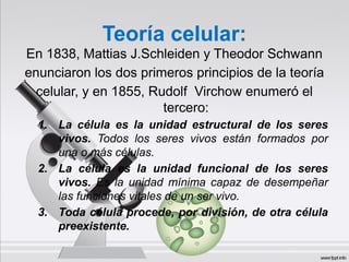 Teoría celular:
En 1838, Mattias J.Schleiden y Theodor Schwann
enunciaron los dos primeros principios de la teoría
celular, y en 1855, Rudolf Virchow enumeró el
tercero:
1. La célula es la unidad estructural de los seres
vivos. Todos los seres vivos están formados por
una o más células.
2. La célula es la unidad funcional de los seres
vivos. Es la unidad mínima capaz de desempeñar
las funciones vitales de un ser vivo.
3. Toda célula procede, por división, de otra célula
preexistente.
 