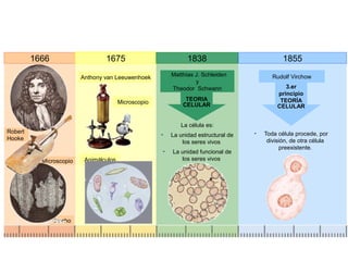 1666
Robert
Hooke
Corcho
Microscopio
1675
Anthony van Leeuwenhoek
Microscopio
Animálculos
1838
Matthias J. Schleiden
y
Theodor Schwann
TEORIA
CELULAR
La célula es:
- La unidad estructural de
los seres vivos
- La unidad funcional de
los seres vivos
1855
Rudolf Virchow
3.er
principio
TEORÍA
CELULAR
- Toda célula procede, por
división, de otra célula
preexistente.
 
