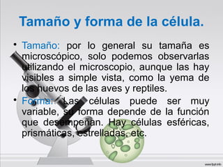 Tamaño y forma de la célula.
• Tamaño: por lo general su tamaña es
microscópico, solo podemos observarlas
utilizando el microscopio, aunque las hay
visibles a simple vista, como la yema de
los huevos de las aves y reptiles.
• Forma: Las células puede ser muy
variable, su forma depende de la función
que desempeñan. Hay células esféricas,
prismáticas, estrelladas, etc.
 