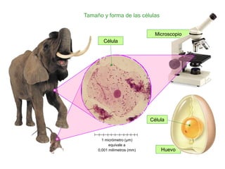 Huevo
Microscopio
Tamaño y forma de las células
Célula
Célula
1 micrómetro (μm)
equivale a
0,001 milímetros (mm)
 