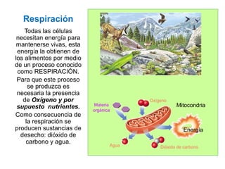 Respiración
Todas las células
necesitan energía para
mantenerse vivas, esta
energía la obtienen de
los alimentos por medio
de un proceso conocido
como RESPIRACIÓN.
Para que este proceso
se produzca es
necesaria la presencia
de Oxígeno y por
supuesto nutrientes.
Como consecuencia de
la respiración se
producen sustancias de
desecho: dióxido de
carbono y agua.
Oxígeno
Agua
Materia
orgánica
Dióxido de carbono
Energía
Mitocondria
Energía
 