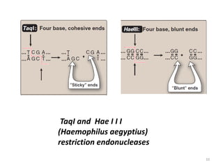 TaqI and Hae I I I
(Haemophilus aegyptius)
restriction endonucleases
10
 