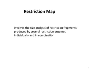 11
Restriction Map
involves the size analysis of restriction fragments
produced by several restriction enzymes
individually and in combination
 