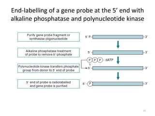 End-labelling of a gene probe at the 5’ end with
alkaline phosphatase and polynucleotide kinase
15
 