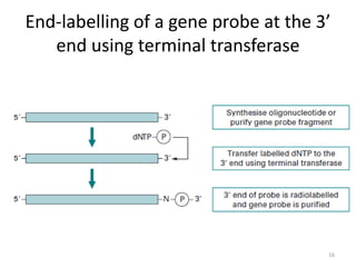 End-labelling of a gene probe at the 3’
end using terminal transferase
16
 