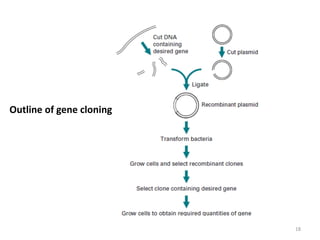18
Outline of gene cloning
 