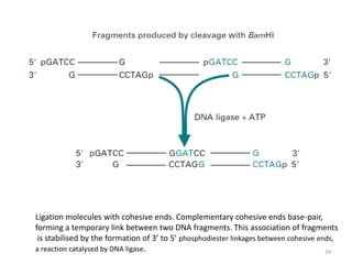 24
Ligation molecules with cohesive ends. Complementary cohesive ends base-pair,
forming a temporary link between two DNA fragments. This association of fragments
is stabilised by the formation of 3’ to 5’ phosphodiester linkages between cohesive ends,
a reaction catalysed by DNA ligase.
 