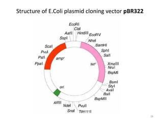 Structure of E.Coli plasmid cloning vector pBR322
28
 