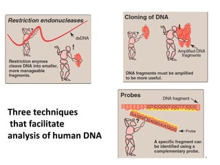 Three techniques
that facilitate
analysis of human DNA
3
 