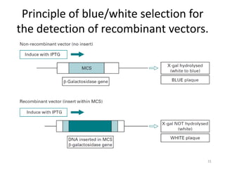 Principle of blue/white selection for
the detection of recombinant vectors.
31
 