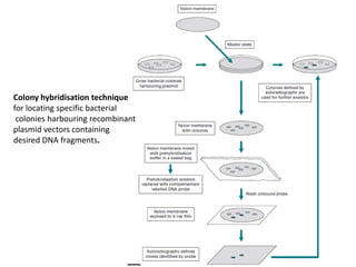 37
Colony hybridisation technique
for locating specific bacterial
colonies harbouring recombinant
plasmid vectors containing
desired DNA fragments.
 