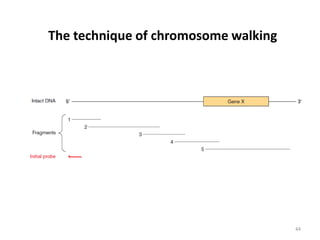 44
The technique of chromosome walking
 