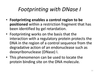 Footprinting with DNase I
• Footprinting enables a control region to be
positioned within a restriction fragment that has
been identified by gel retardation.
• Footprinting works on the basis that the
interaction with a regulatory protein protects the
DNA in the region of a control sequence from the
degradative action of an endonuclease such as
deoxyribonuclease (DNase) I.
• This phenomenon can be used to locate the
protein binding site on the DNA molecule.
57
 