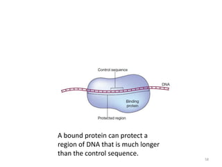 A bound protein can protect a
region of DNA that is much longer
than the control sequence.
58
 
