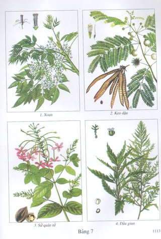 1129 ydtt cay thuoc & vi thuoc vn