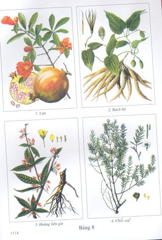 1129 ydtt cay thuoc & vi thuoc vn