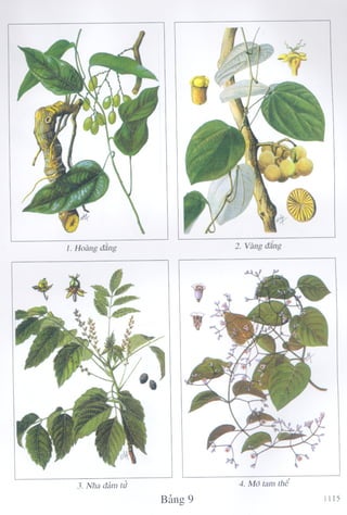 1129 ydtt cay thuoc & vi thuoc vn