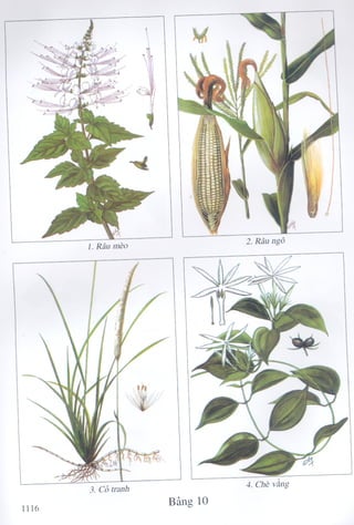 1129 ydtt cay thuoc & vi thuoc vn