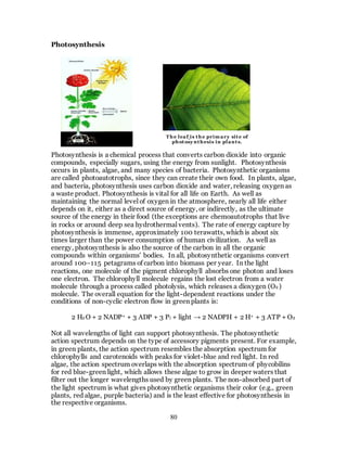 80
Photosynthesis
Photosynthesis is a chemical process that converts carbon dioxide into organic
compounds, especially sugars, using the energy from sunlight. Photosynthesis
occurs in plants, algae, and many species of bacteria. Photosynthetic organisms
are called photoautotrophs, since they can create their own food. In plants, algae,
and bacteria, photosynthesis uses carbon dioxide and water, releasing oxygen as
a waste product. Photosynthesis is vital for all life on Earth. As well as
maintaining the normal level of oxygen in the atmosphere, nearly all life either
depends on it, either as a direct source of energy, or indirectly, as the ultimate
source of the energy in their food (the exceptions are chemoautotrophs that live
in rocks or around deep sea hydrothermal vents). The rate of energy capture by
photosynthesis is immense, approximately 100 terawatts, which is about six
times larger than the power consumption of human civilization. As well as
energy, photosynthesis is also the source of the carbon in all the organic
compounds within organisms' bodies. In all, photosynthetic organisms convert
around 100–115 petagrams of carbon into biomass per year. In the light
reactions, one molecule of the pigment chlorophyll absorbs one photon and loses
one electron. The chlorophyll molecule regains the lost electron from a water
molecule through a process called photolysis, which releases a dioxygen (O2 )
molecule. The overall equation for the light-dependent reactions under the
conditions of non-cyclic electron flow in green plants is:
2 H2 O + 2 NADP+ + 3 ADP + 3 Pi + light → 2 NADPH + 2 H+ + 3 ATP + O2
Not all wavelengths of light can support photosynthesis. The photosynthetic
action spectrum depends on the type of accessory pigments present. For example,
in green plants, the action spectrum resembles the absorption spectrum for
chlorophylls and carotenoids with peaks for violet-blue and red light. In red
algae, the action spectrum overlaps with the absorption spectrum of phycobilins
for red blue-green light, which allows these algae to grow in deeper waters that
filter out the longer wavelengths used by green plants. The non-absorbed part of
the light spectrum is what gives photosynthetic organisms their color (e.g., green
plants, red algae, purple bacteria) and is the least effective for photosynthesis in
the respective organisms.
The leaf is the prim ary site of
photosy nthesis in plants.
 